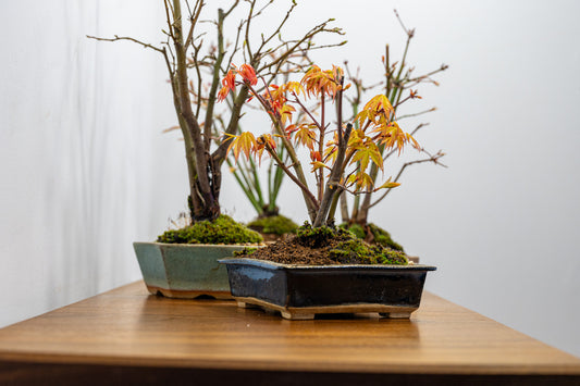 What is Kabudachi Bonsai?