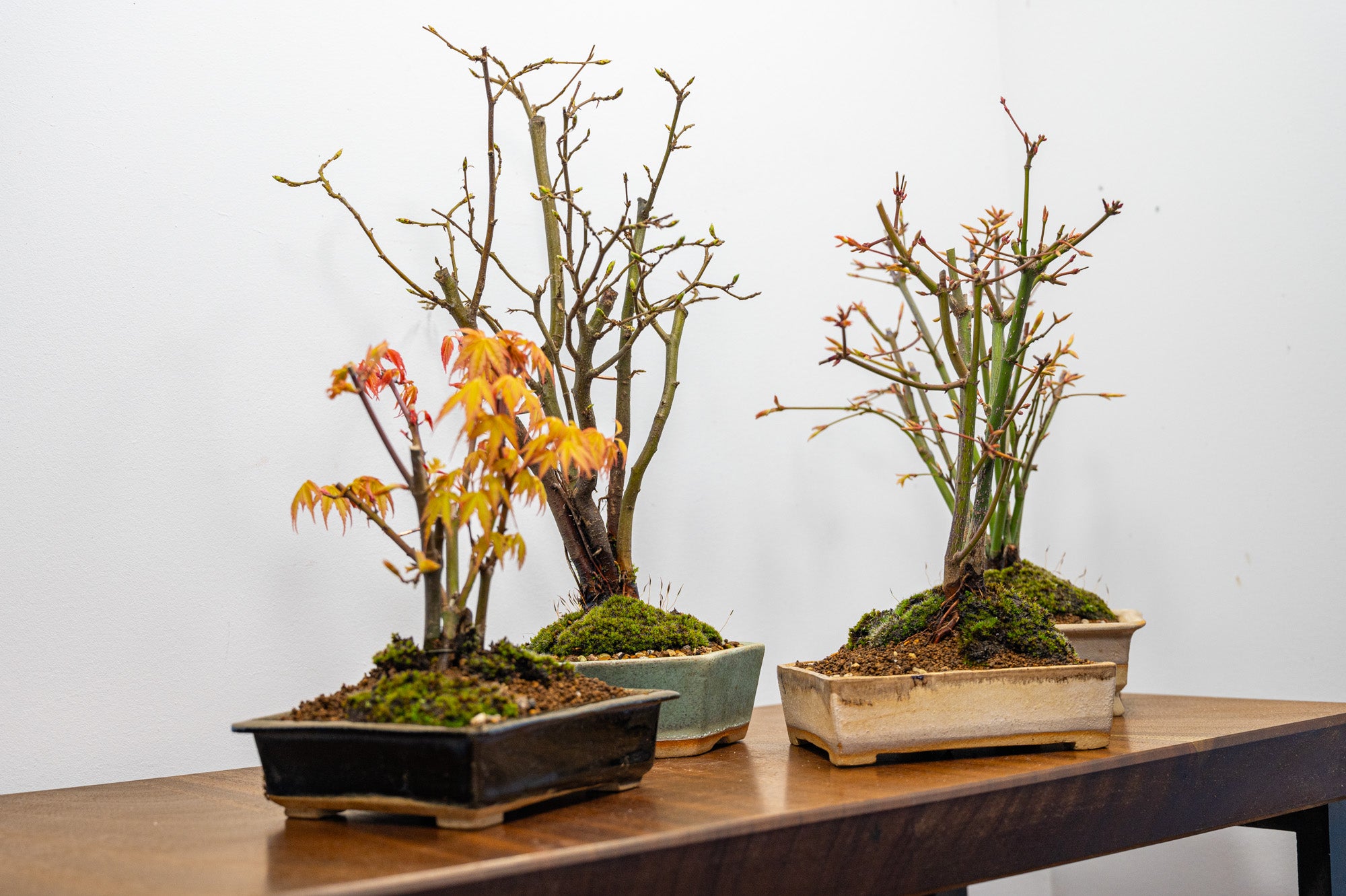 Kabudachi Bonsai – Zero Bonsai Kabudachi Bonsai – Zero Bonsai