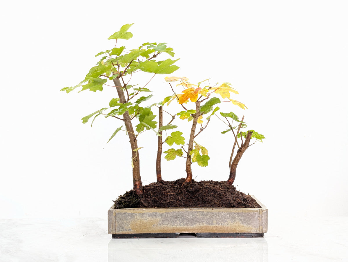 Field Maple Group Planting Bonsai