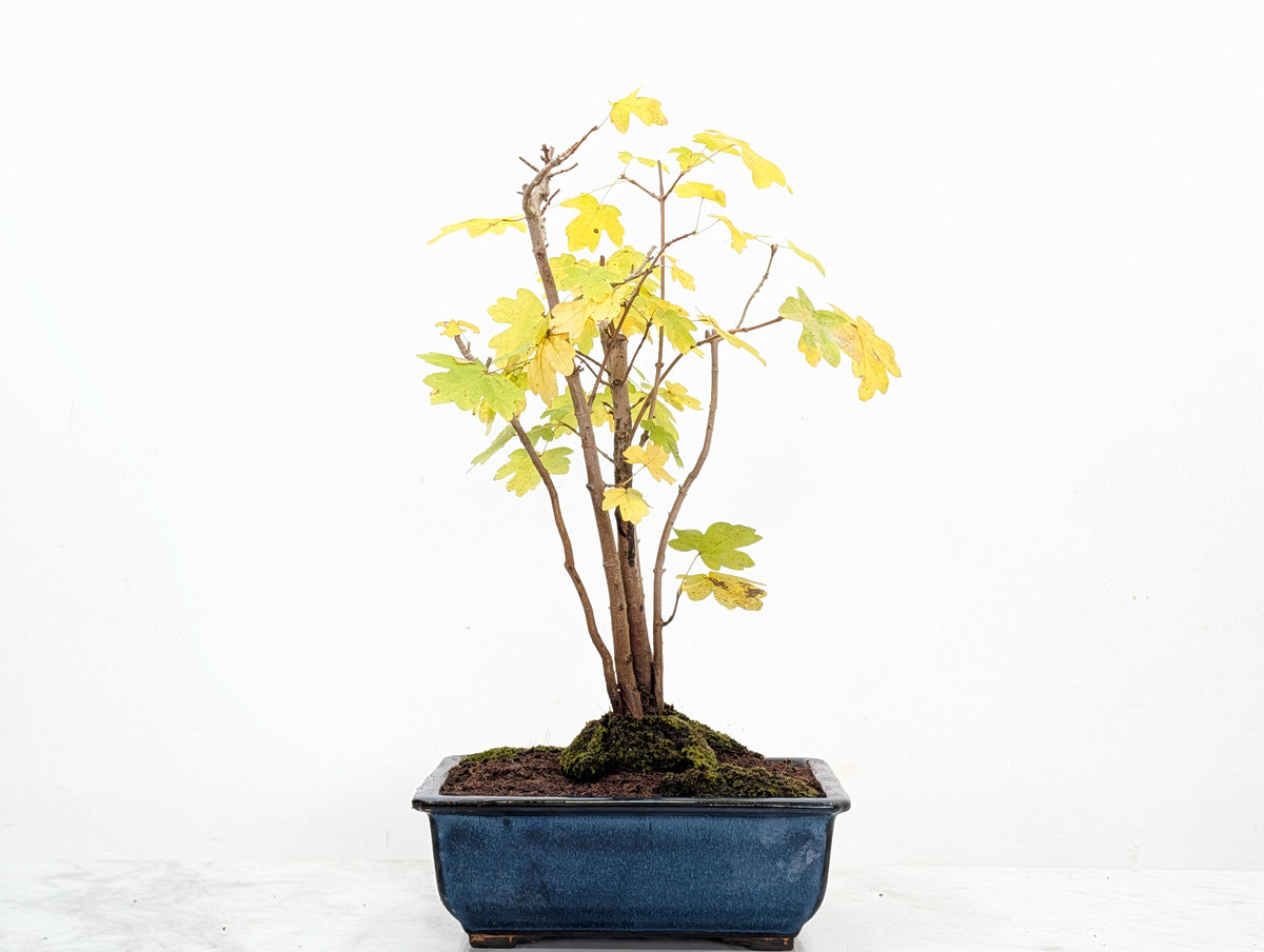 Field Maple 'Clump Style' Bonsai