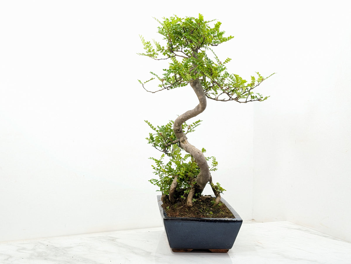 Japanese Pepper Bonsai S Trunk - 30cm Blue Ceramic Pot