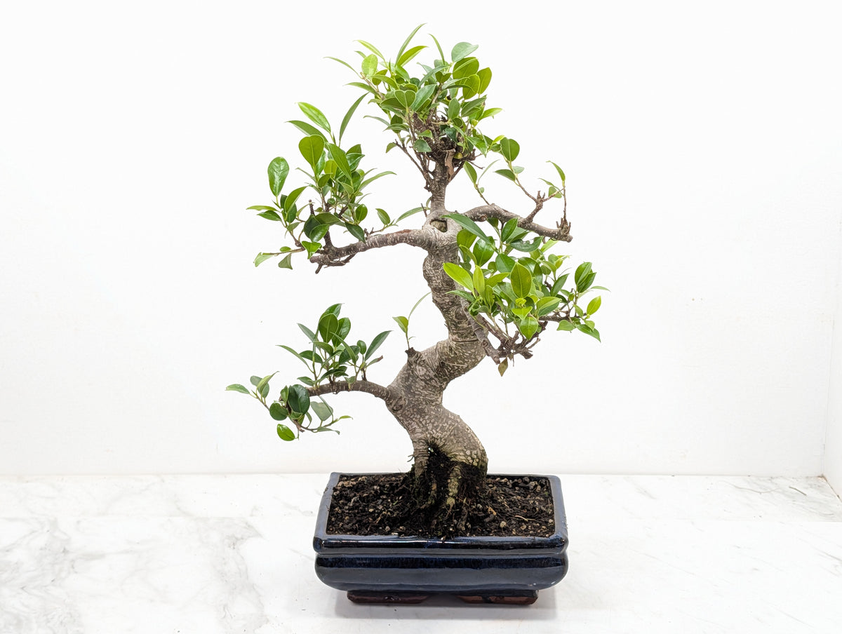Banyan Fig Bonsai -20cm Navy Pot