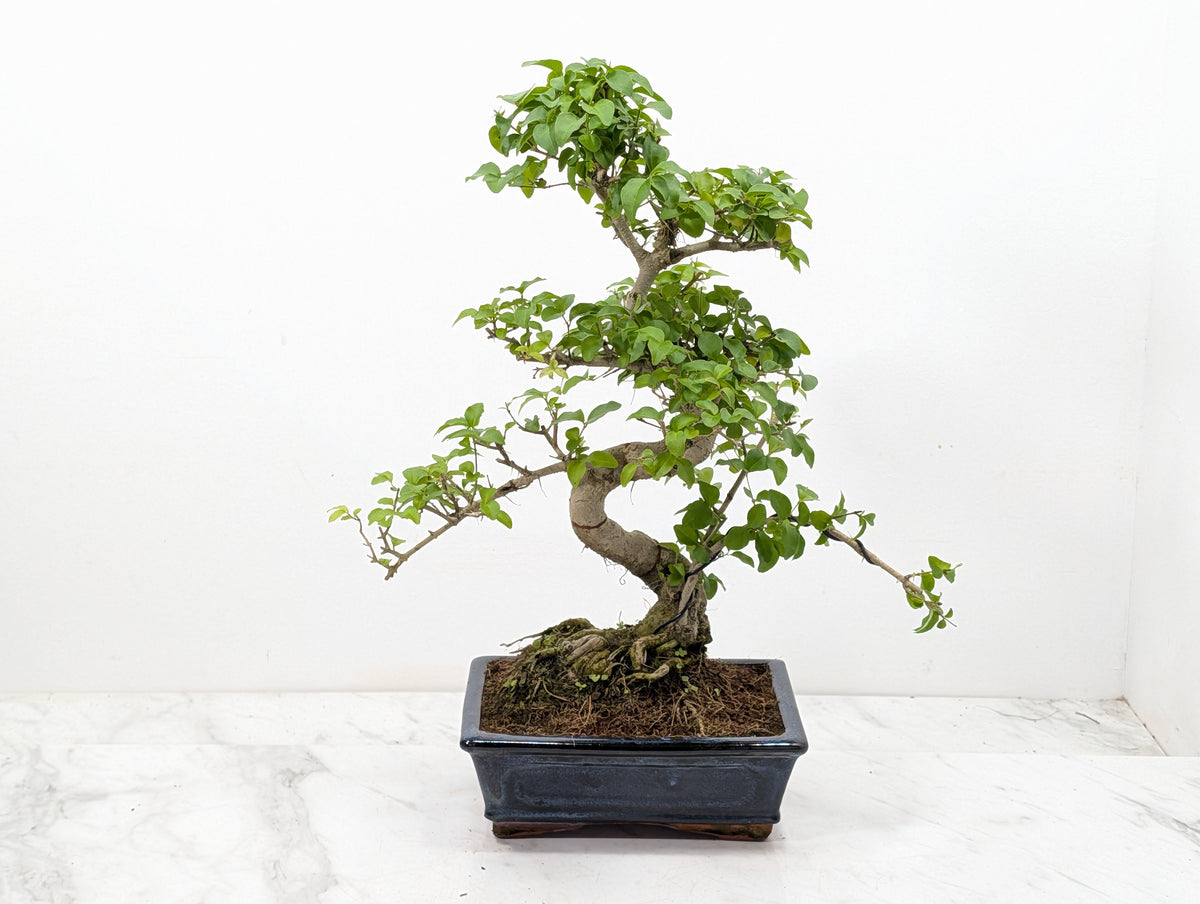 Mandarin Bonsai Tree