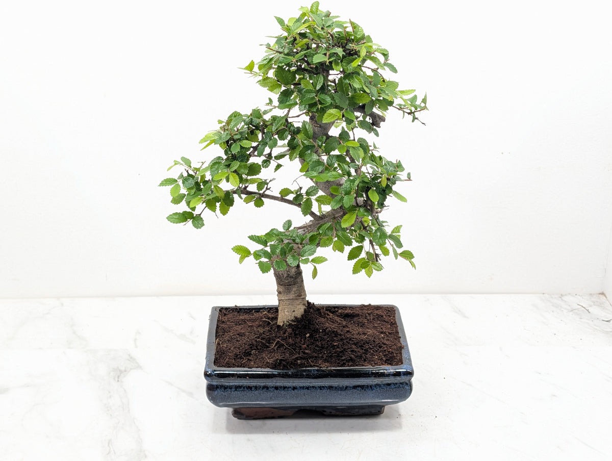 Chinese Elm Bonsai and Care Kit in 18cm Navy Ceramic Pot