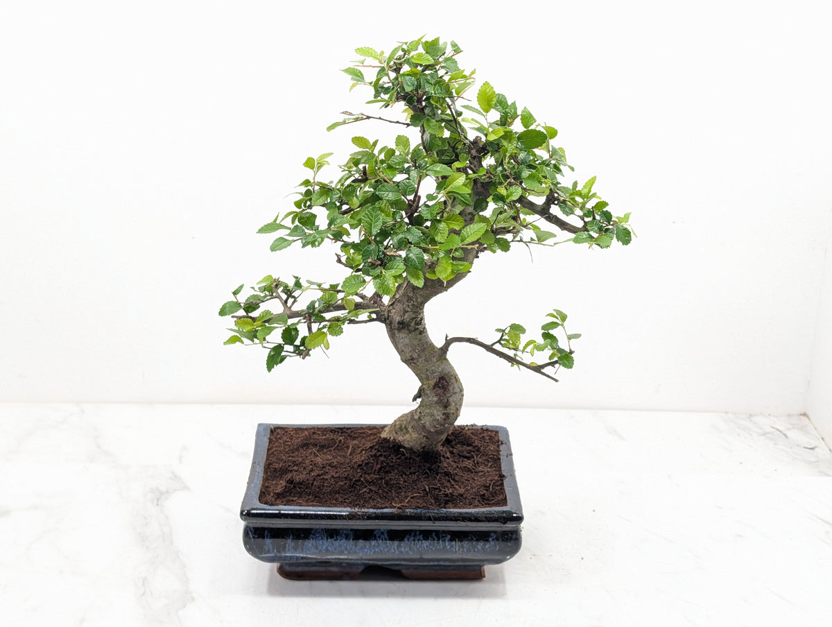 Chinese Elm Bonsai and Care Kit in 18cm Navy Ceramic Pot
