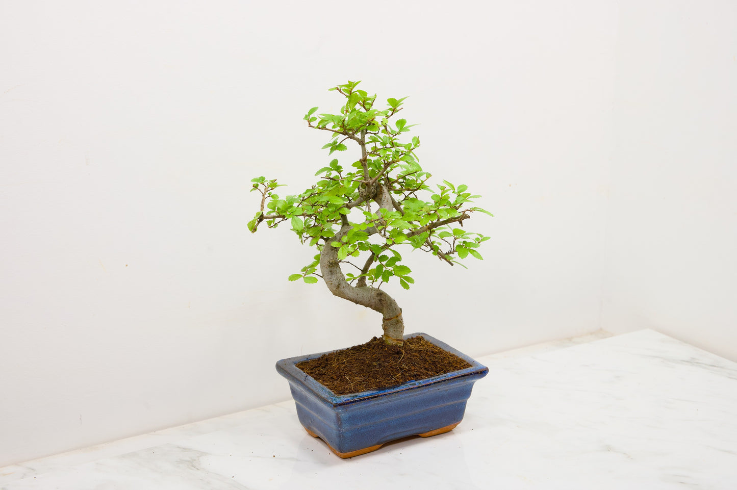 Chinese Elm Bonsai and Care Kit in 15cm Navy Ceramic Pot