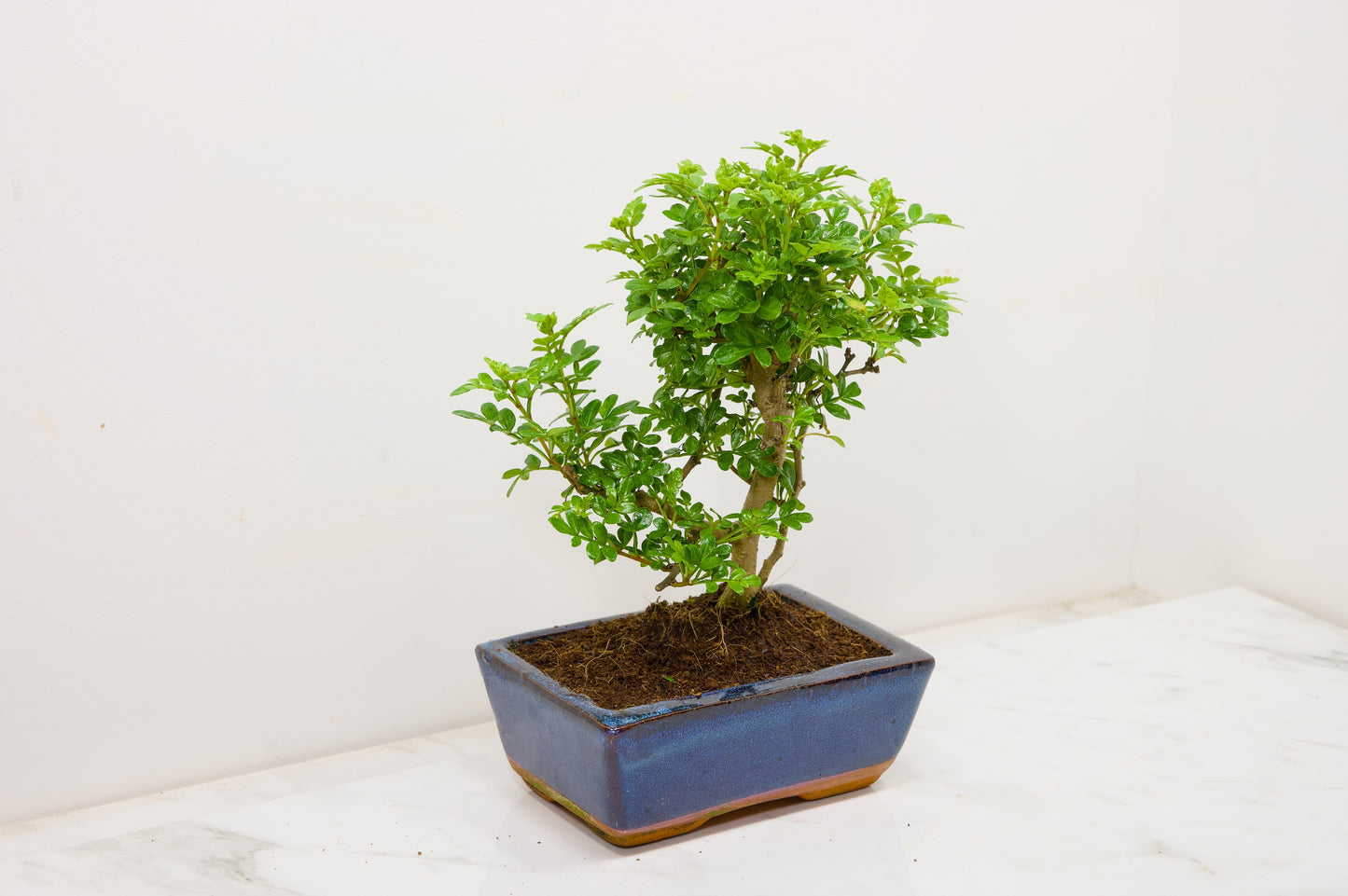 Japanese Pepper Bonsai 'Broom Style' - 15cm Blue Ceramic Pot