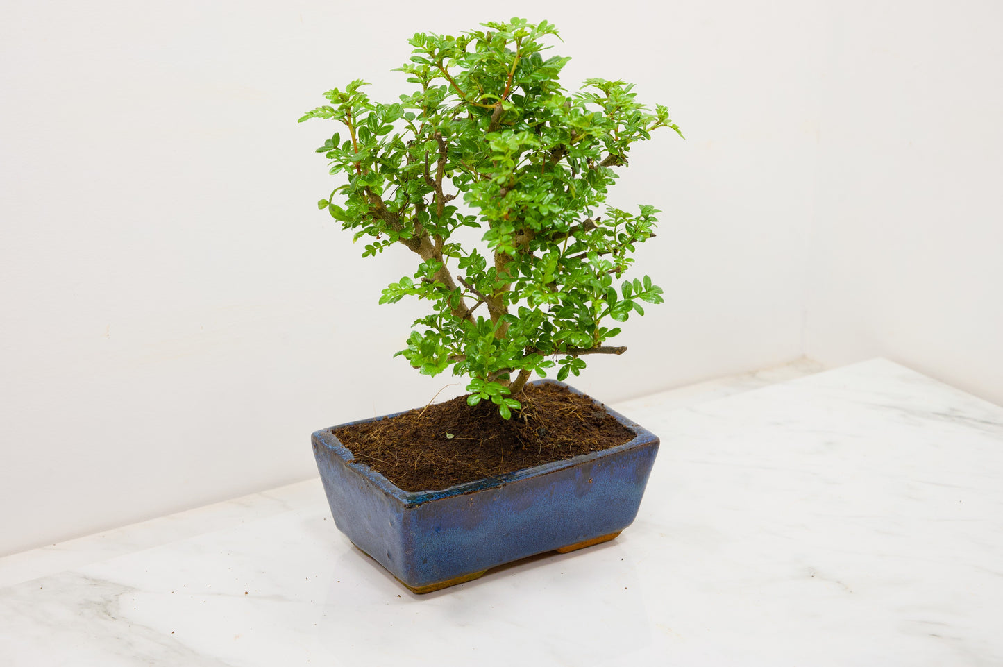 Japanese Pepper Bonsai 'Broom Style' - 15cm Blue Ceramic Pot