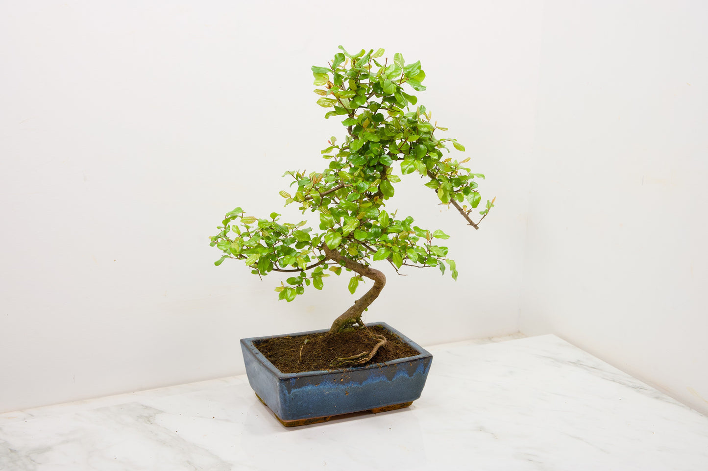 Chinese Sweet Plum Bonsai and Care Kit in 18cm Navy Ceramic Pot