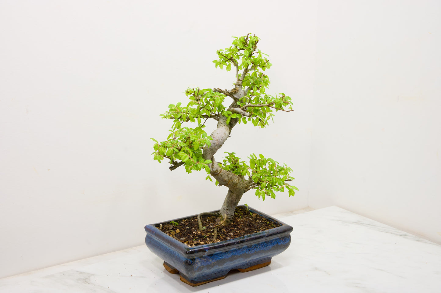Chinese Elm Bonsai and Care Kit in 18cm Navy Ceramic Pot