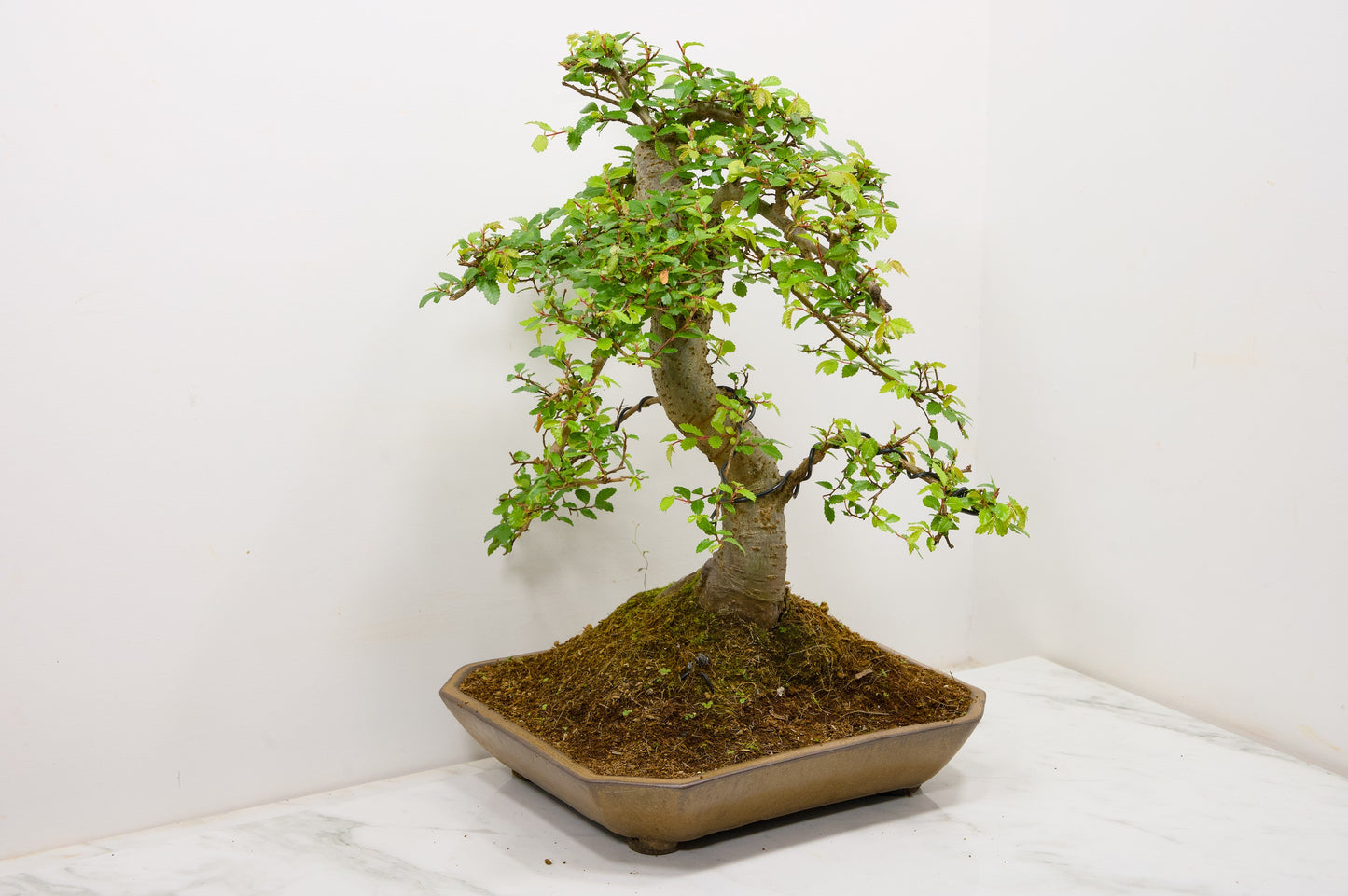 Large Chinese Elm Bonsai in a 28cm Venus Brown Dish