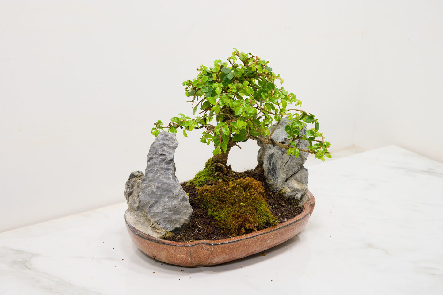 Chinese Elm / Rock Planting Bonsai & Care Kit in 22cm Ceramic Dish