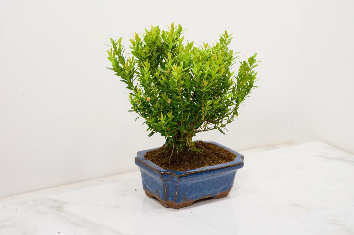 Chinese Box Bonsai Tree Broom Style - 15cm Blue Ceramic Pot