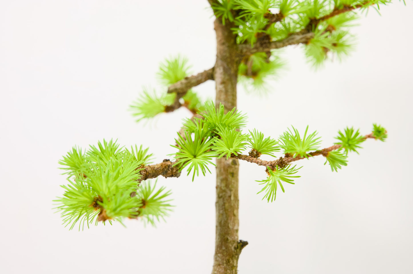 Japanese Larch Bonsai