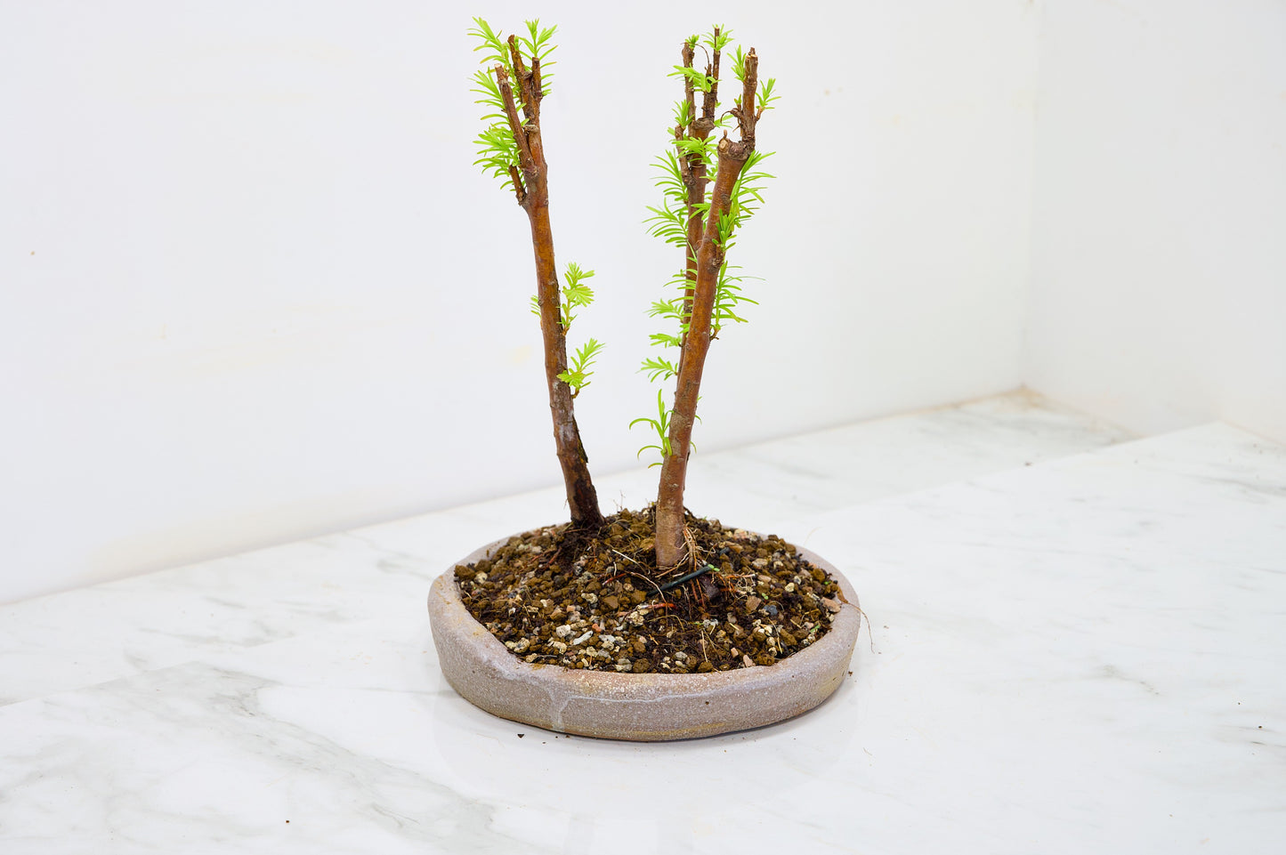 Dawn Redwood Bonsai 3 Tree Group