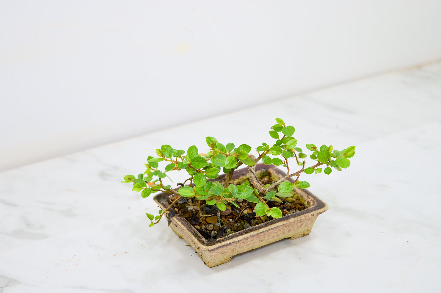 Cotoneaster Bonsai Tree