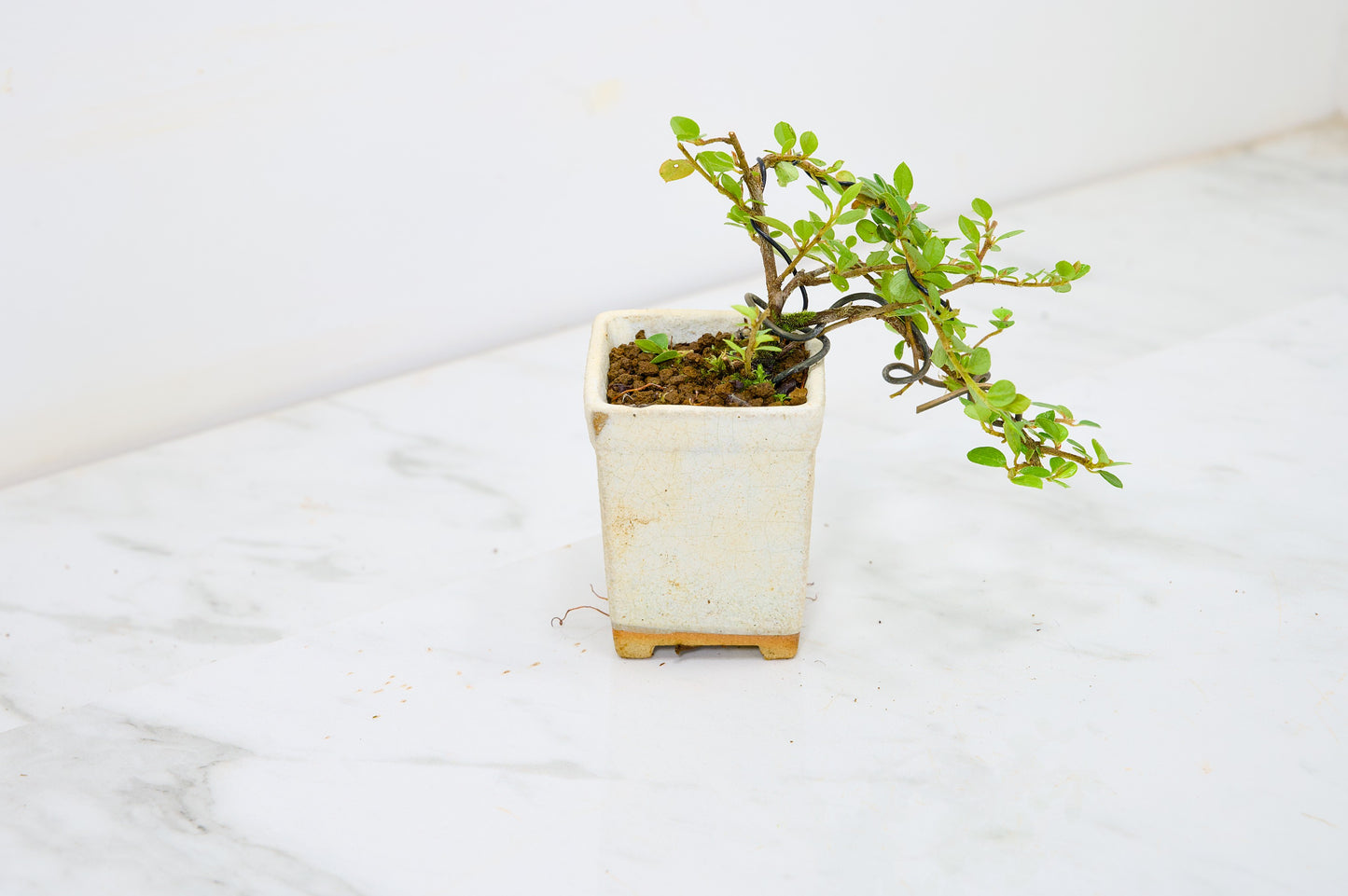 Cotoneaster Bonsai Tree