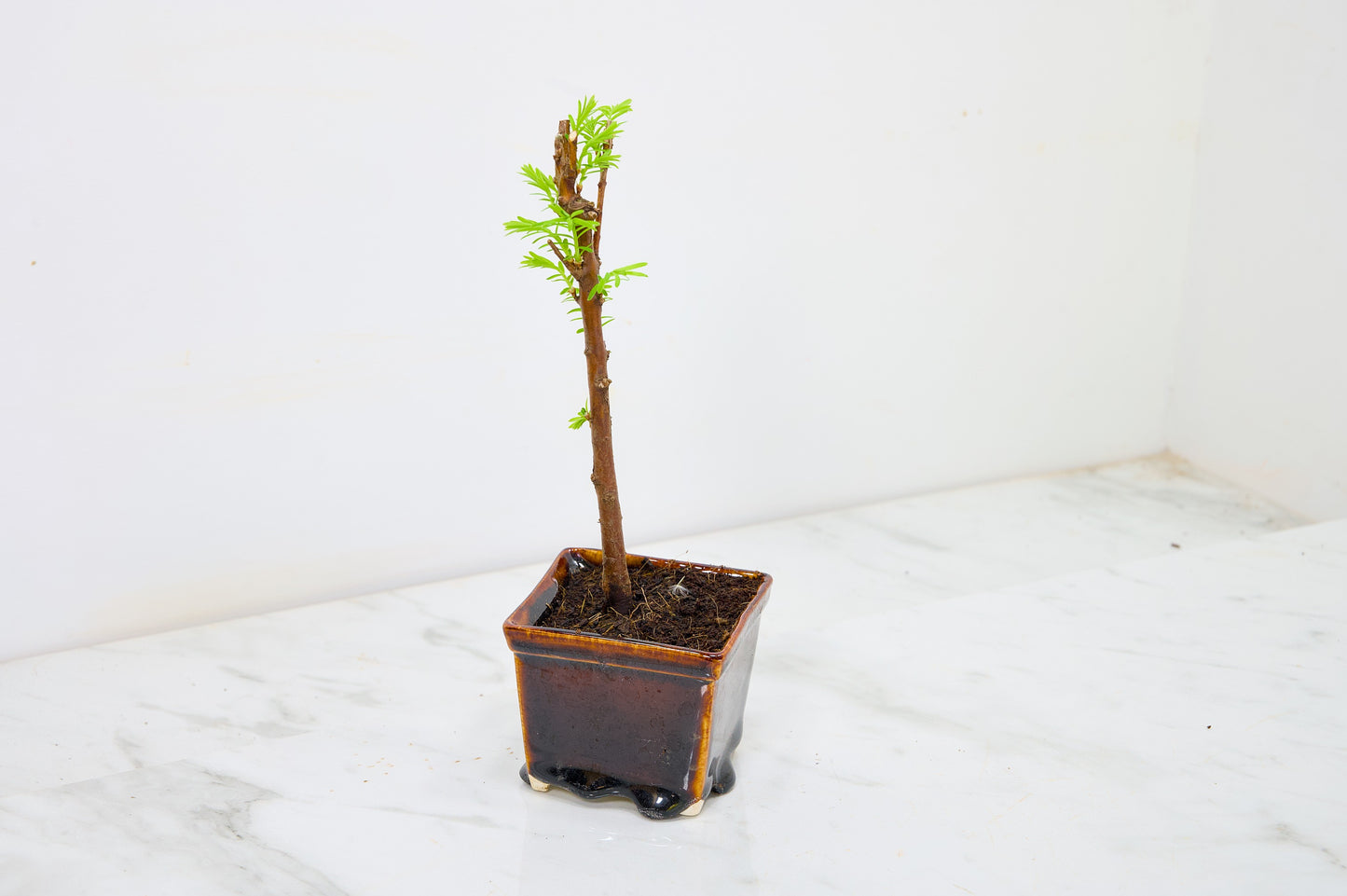 Dawn Redwood Bonsai Starter Tree