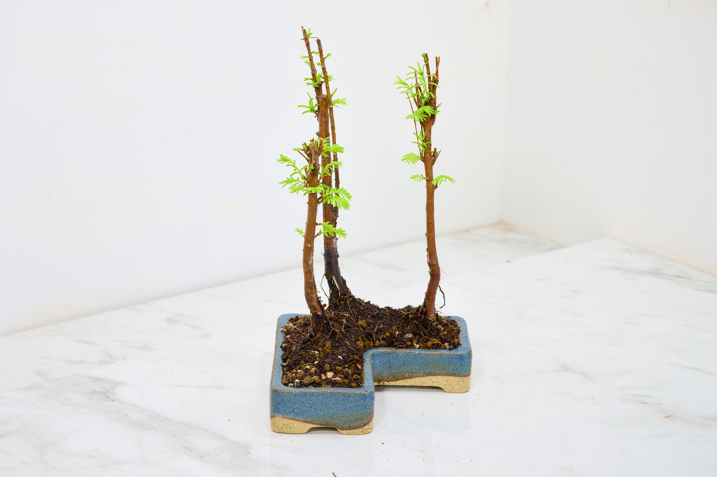 Dawn Redwood Bonsai 3 Tree Group