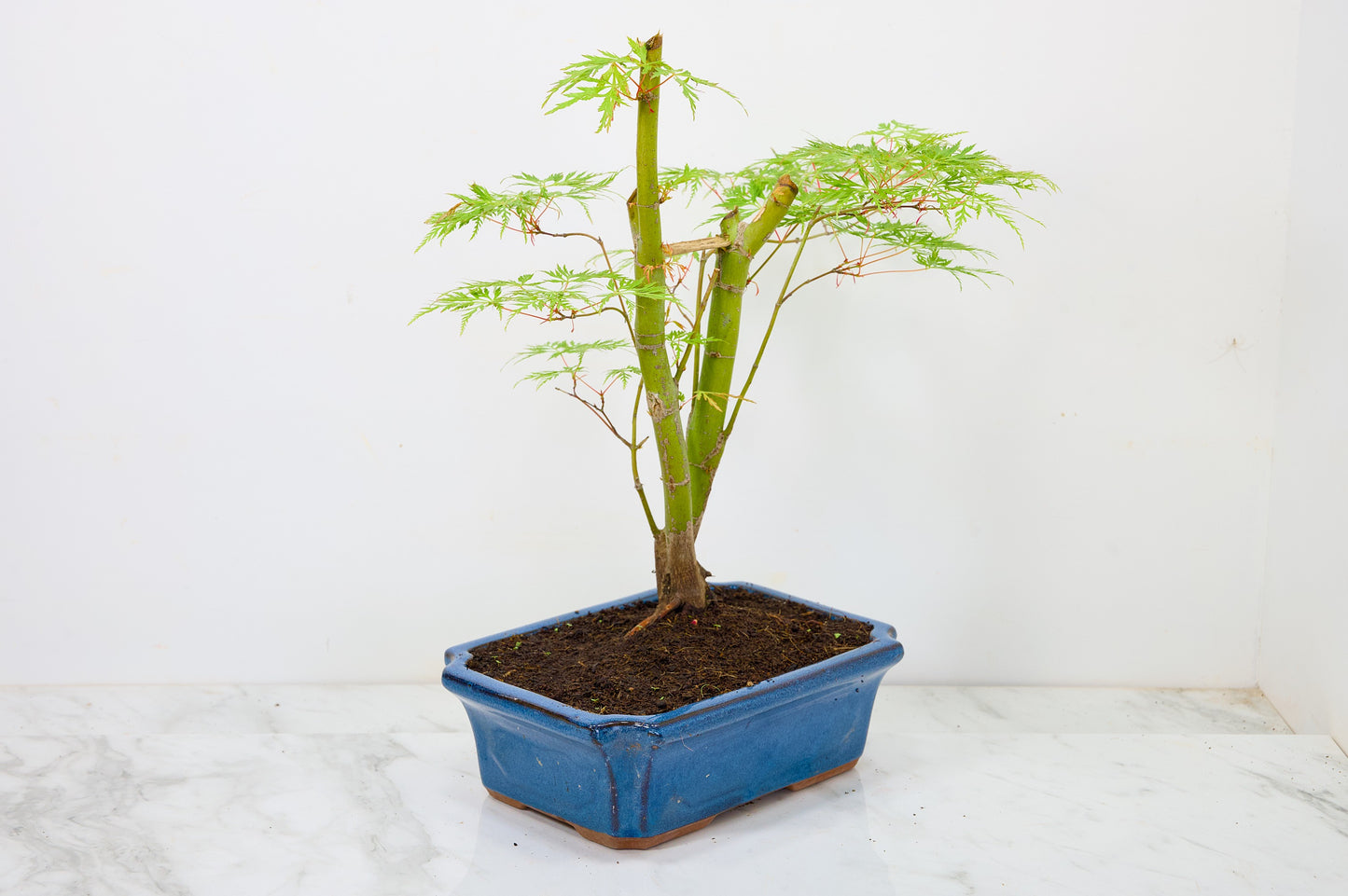 Japanese Maple Pre Bonsai & Development Kit