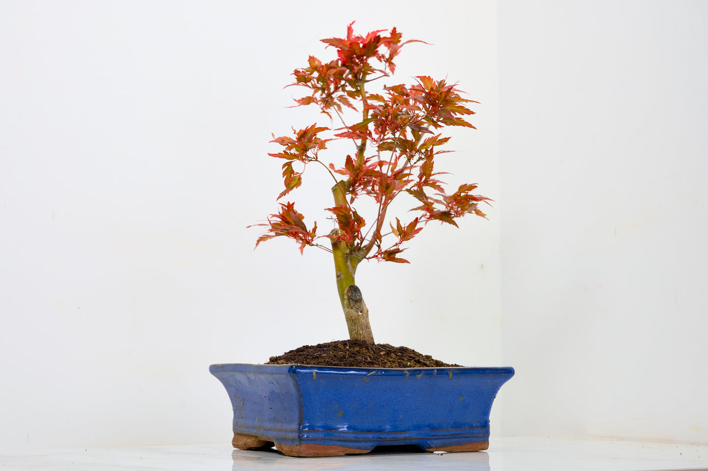 Japanese Maple Pre Bonsai & Development Kit