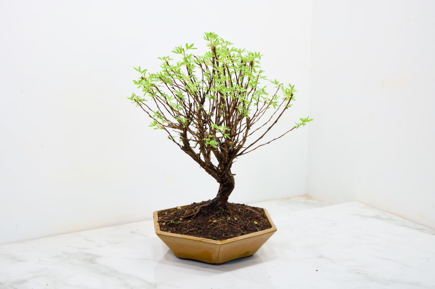 Potentilla Flowering Bonsai