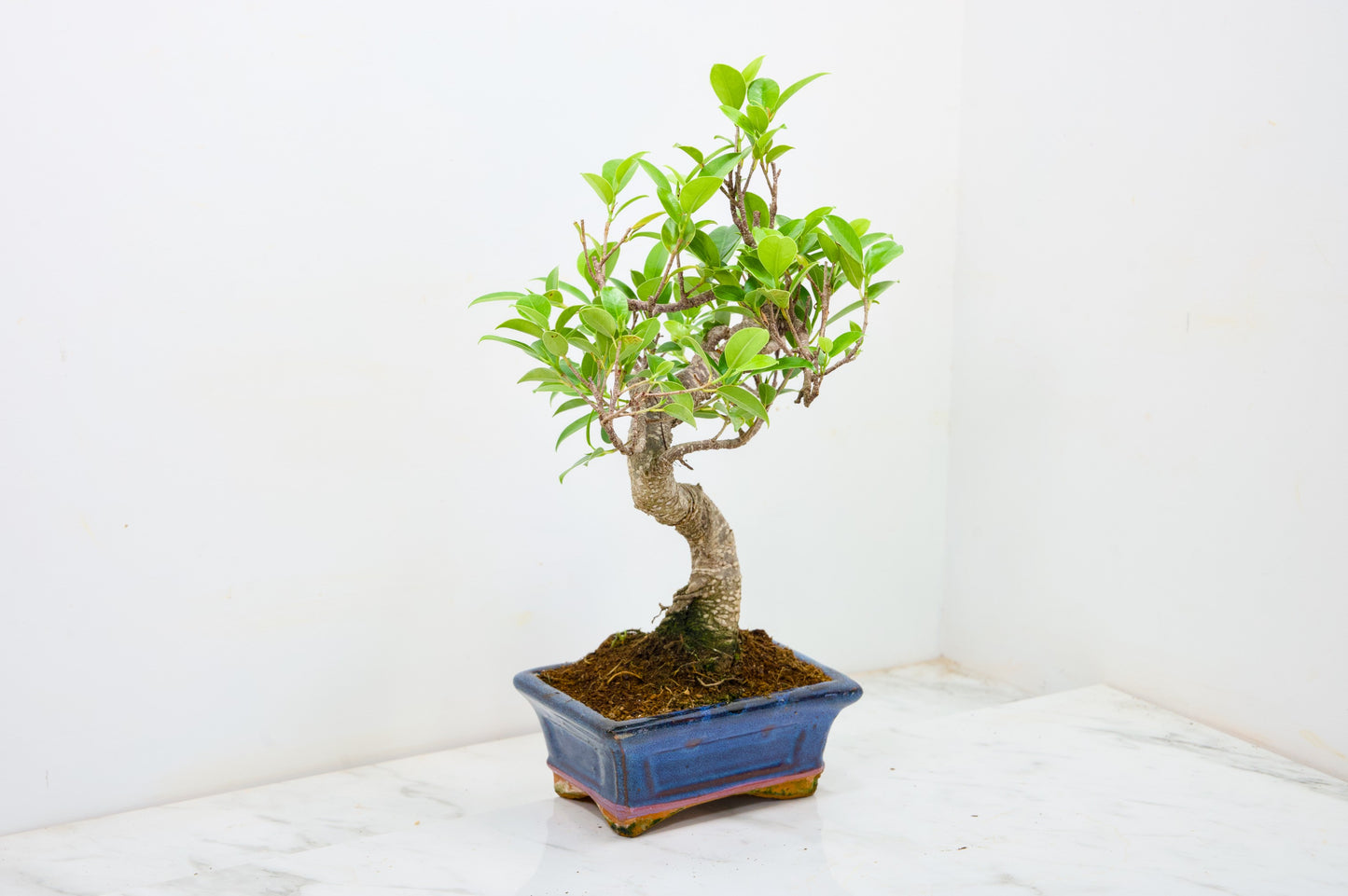 Banyan Fig Bonsai S Trunk - 16cm Navy Ceramic Pot + Care Kit