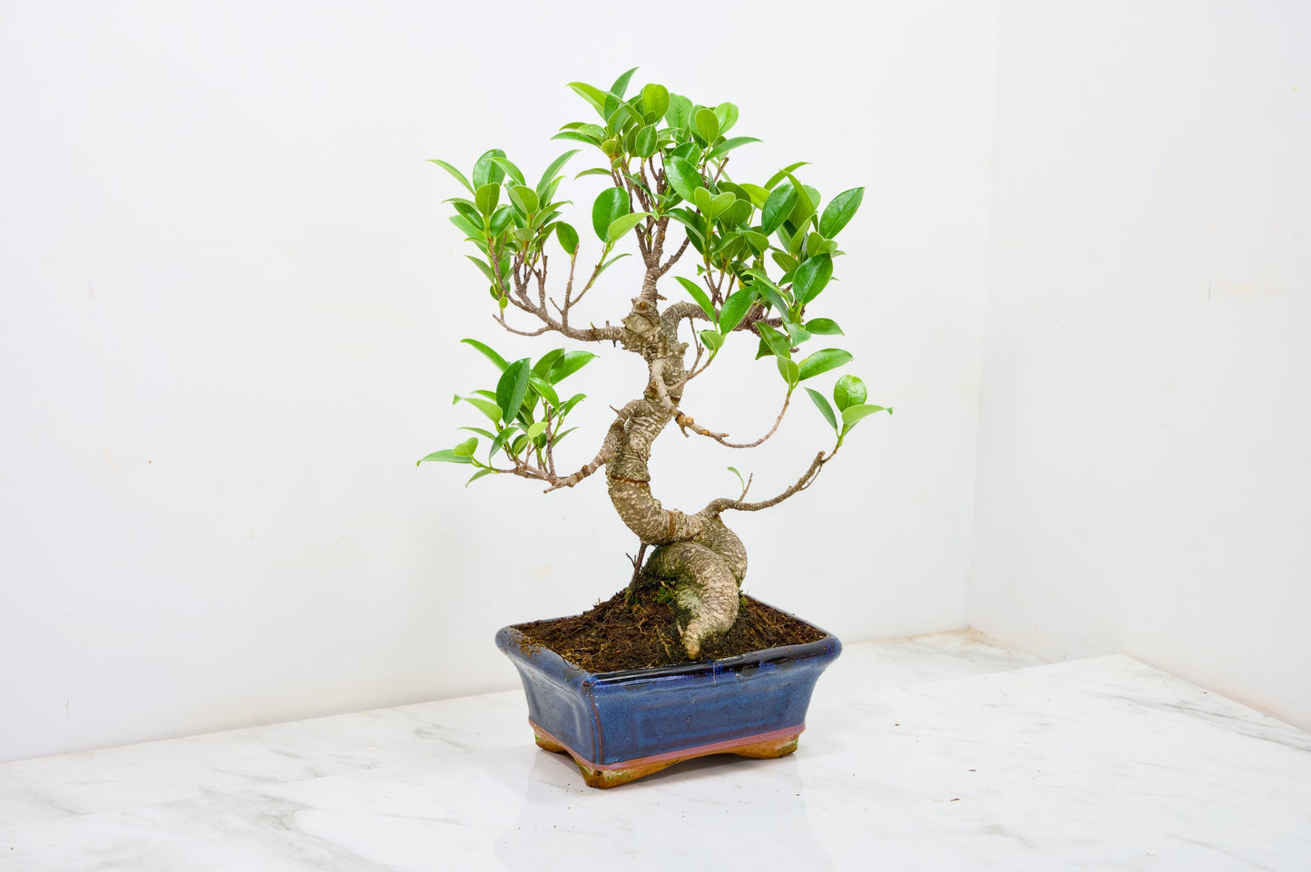 Banyan Fig Bonsai S Trunk - 16cm Navy Ceramic Pot + Care Kit