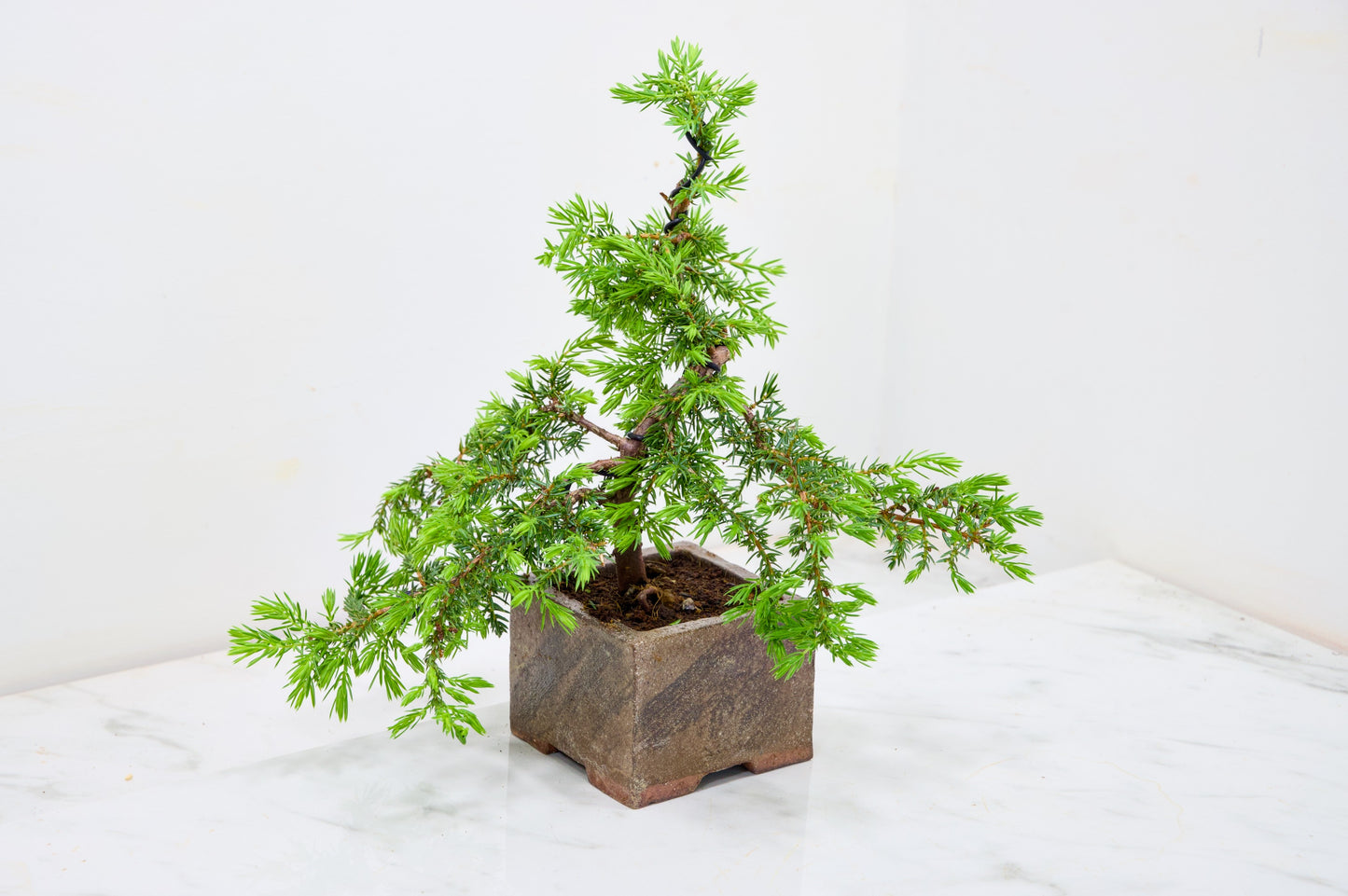 Juniper -Juniperus - Bonsai Starter - Cube Pot