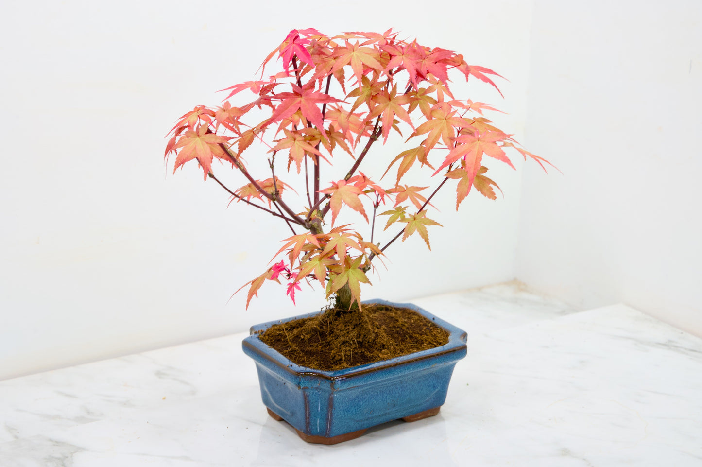 Deshojo Japanese Maple Bonsai & Care Kit