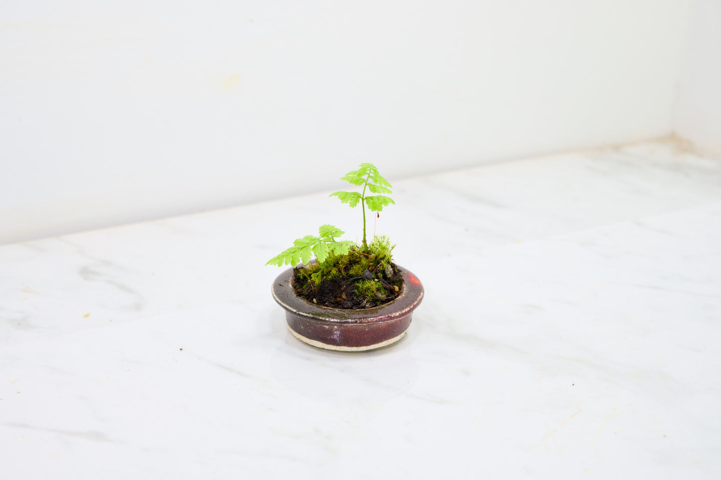 Kusamono - 'Accent Plant - 'Simple Fern'