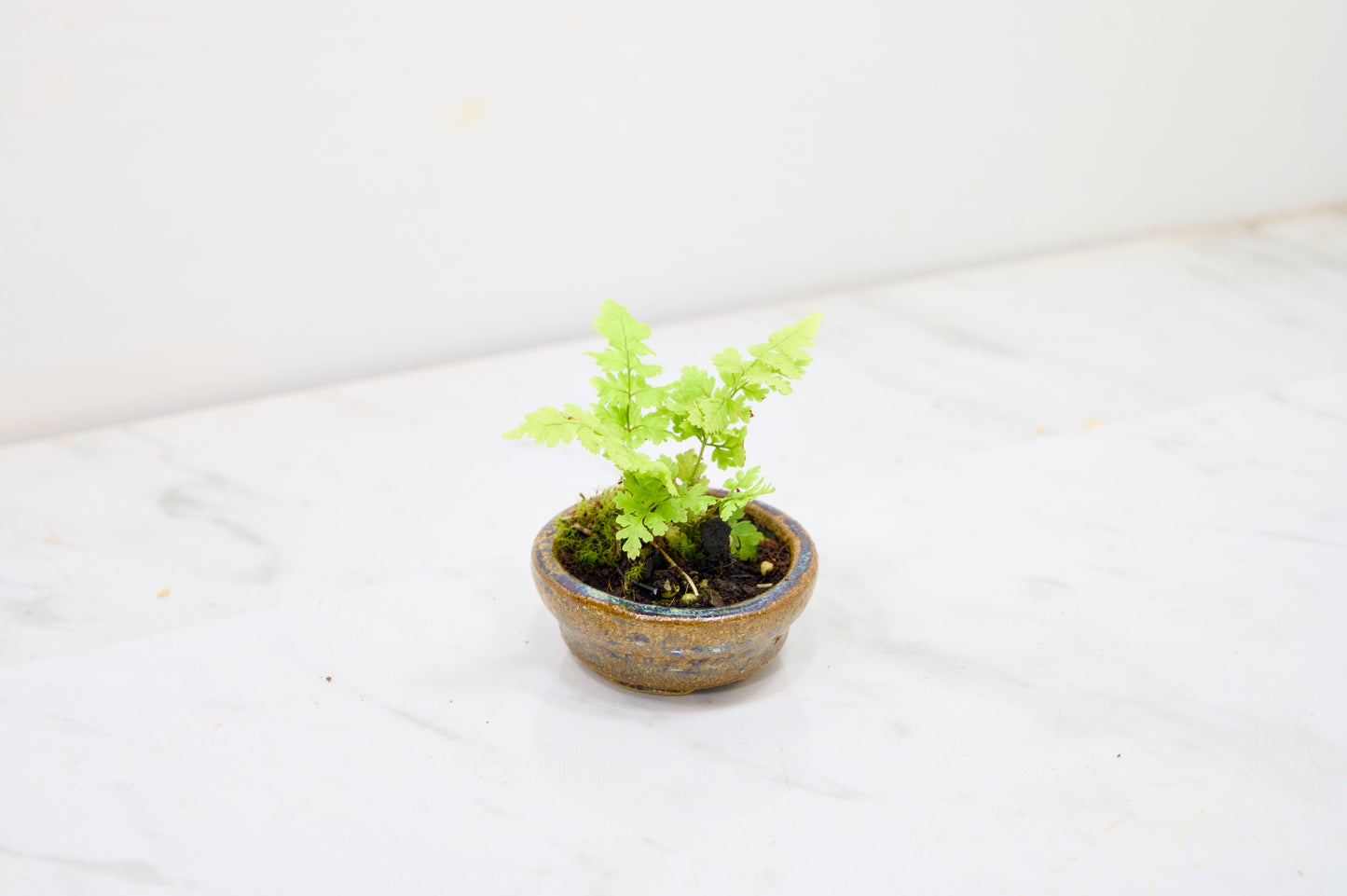 Kusamono - 'Accent Plant - 'Simple Fern'