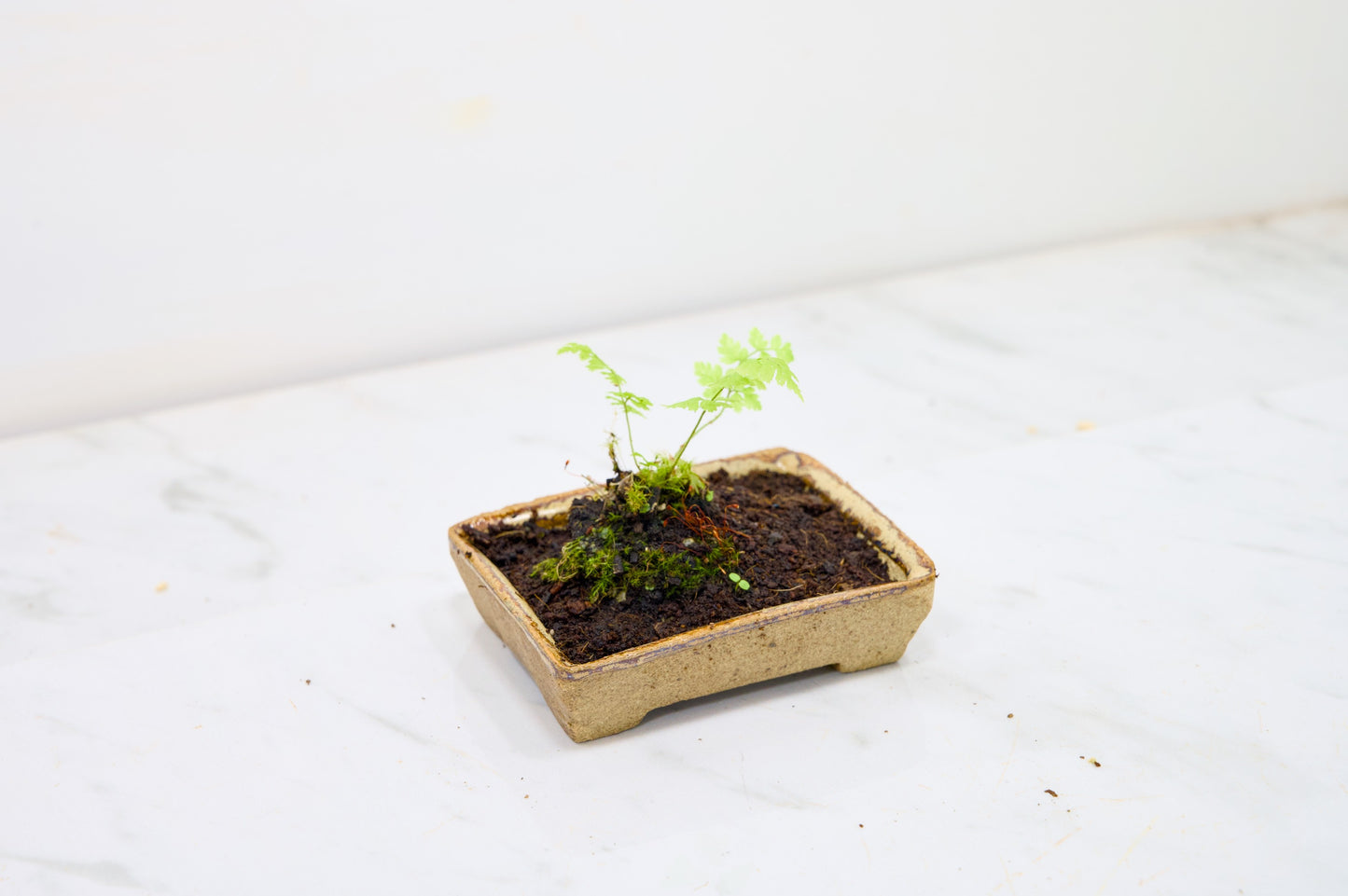 Kusamono - 'Accent Plant - 'Simple Fern'