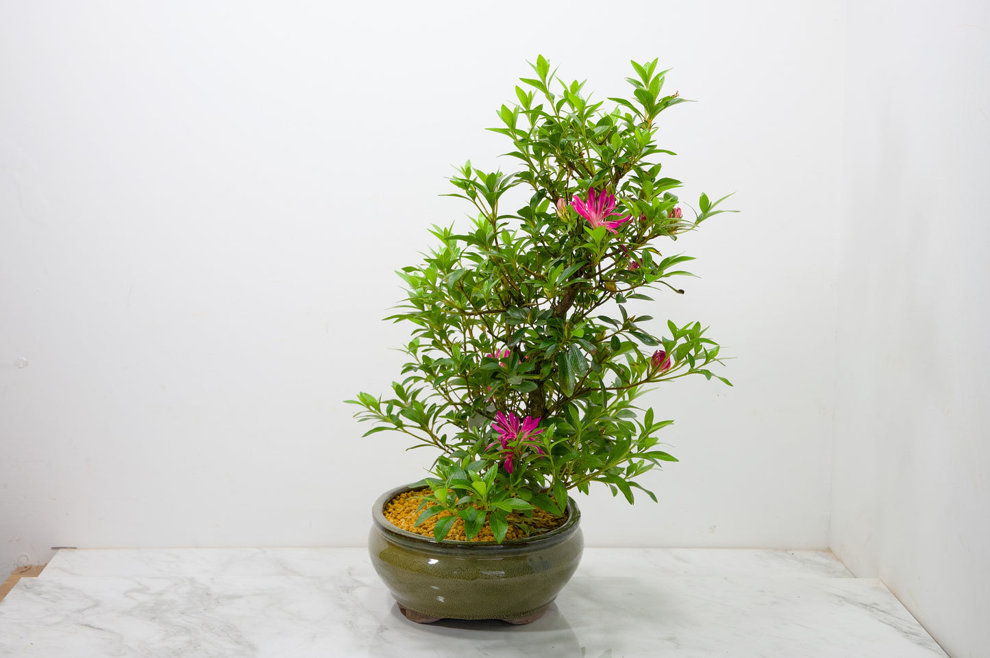 Satsuki Azalea Bonsai & Care Kit