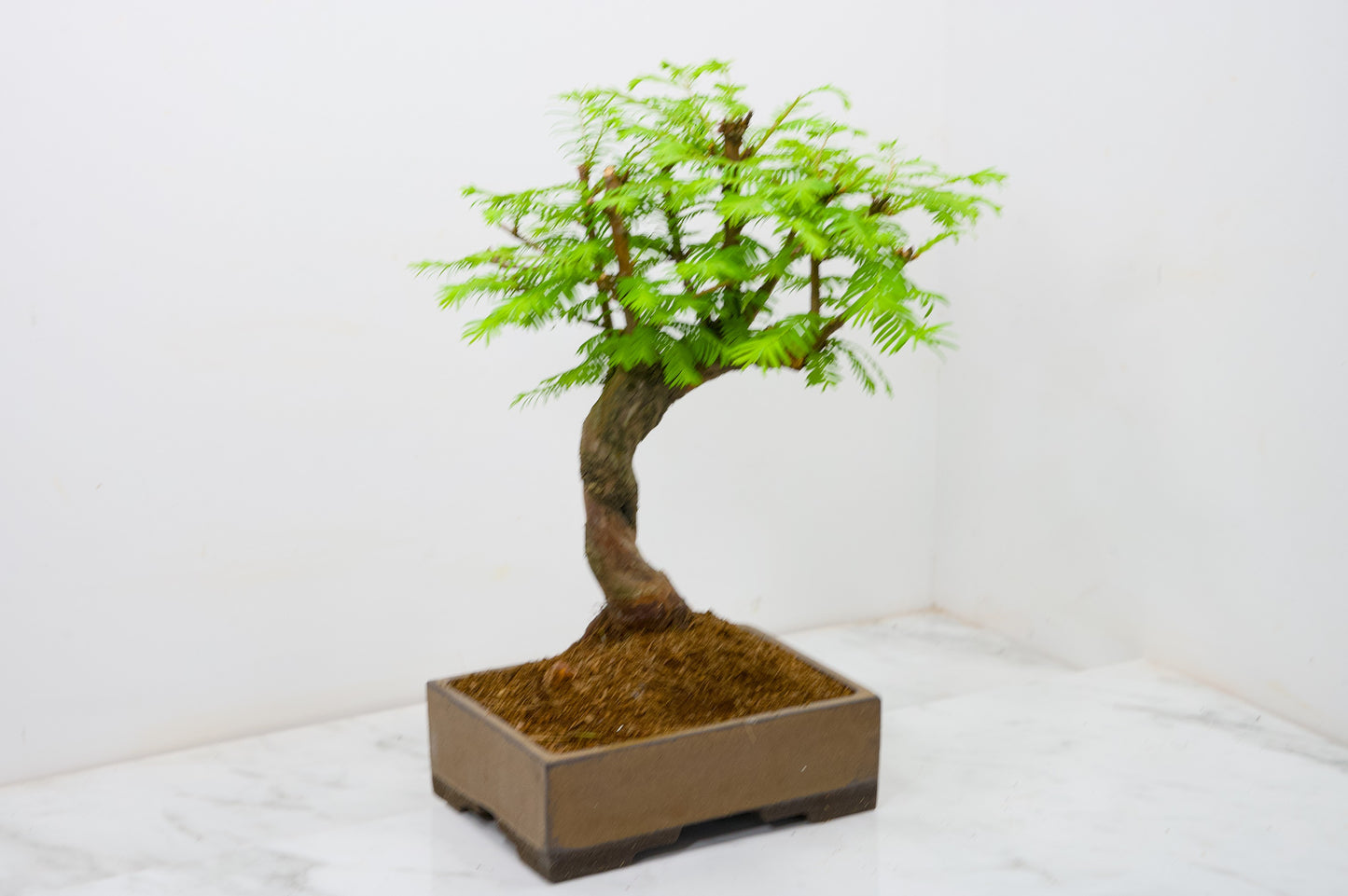 Dawn Redwood Bonsai