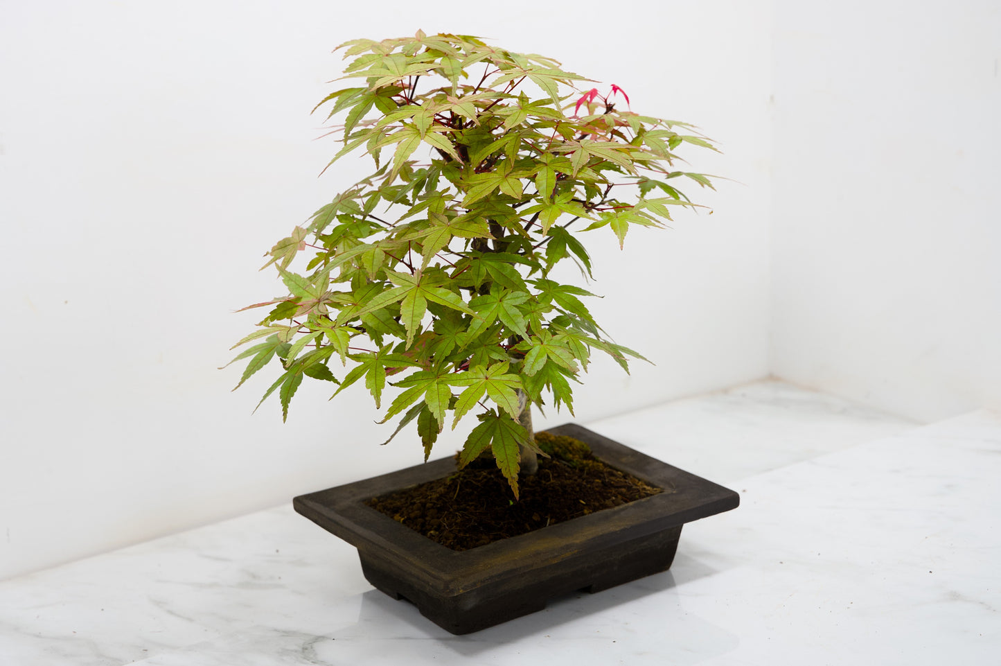 Deshojo Japanese Maple Bonsai+ Care Kit