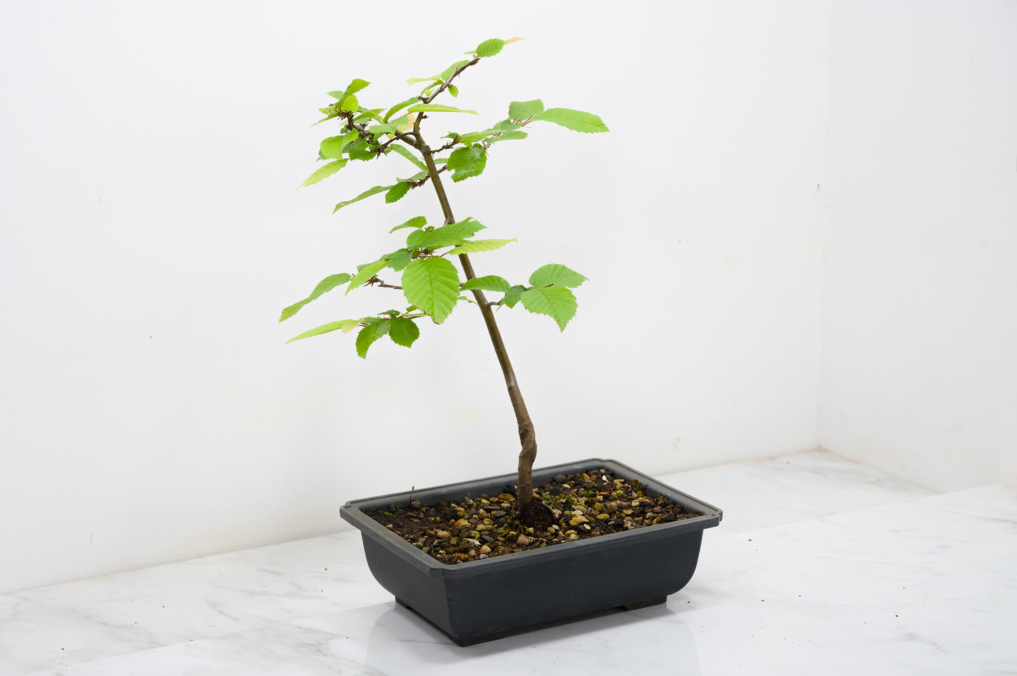 Hornbeam Starter Bonsai material