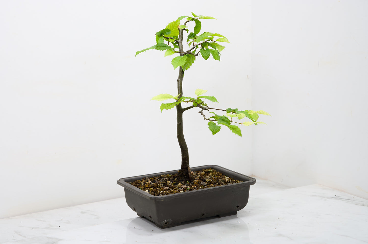 Hornbeam Starter Bonsai material