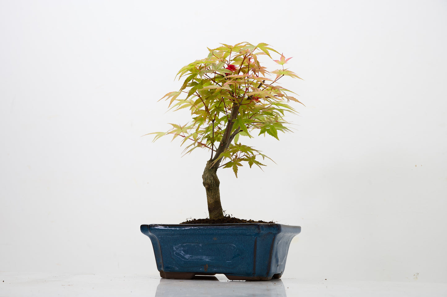 Deshojo Japanese Maple Bonsai & Care Kit