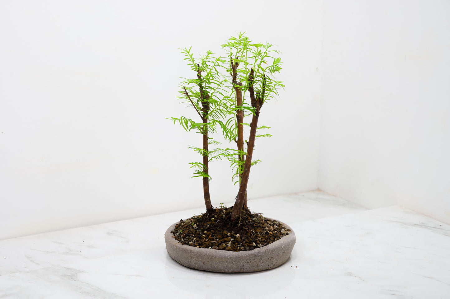 Dawn Redwood Bonsai 3 Tree Group