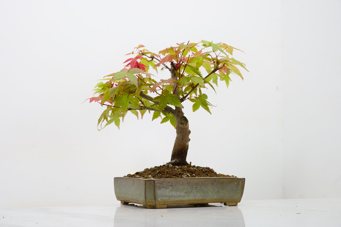 Deshojo Japanese Maple Bonsai + Care Kit