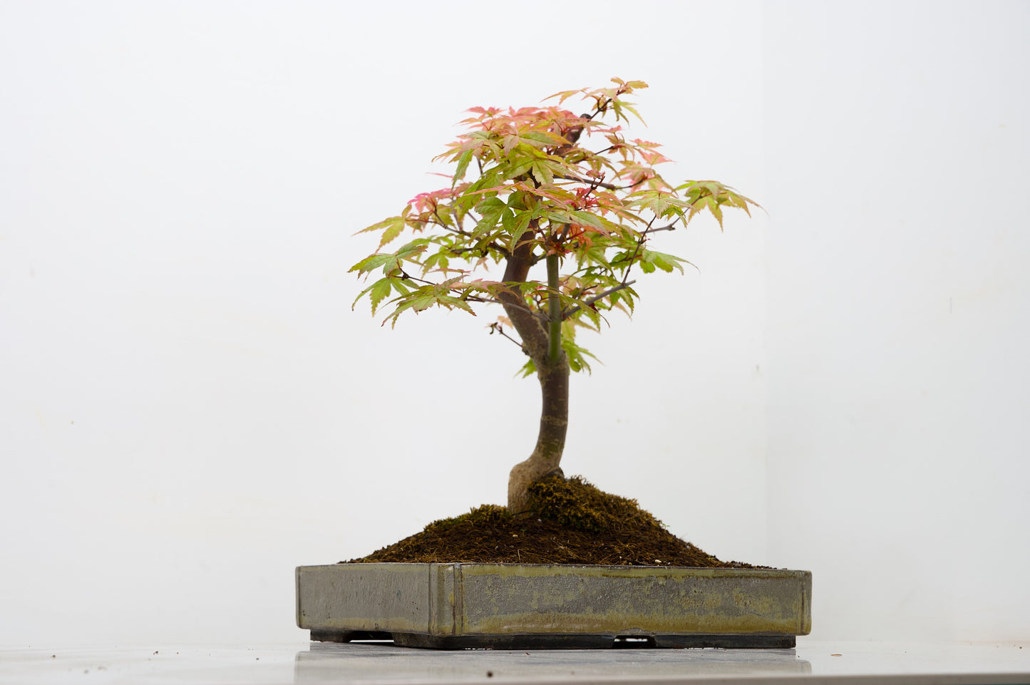 Deshojo Japanese Maple Bonsai+ Care Kit