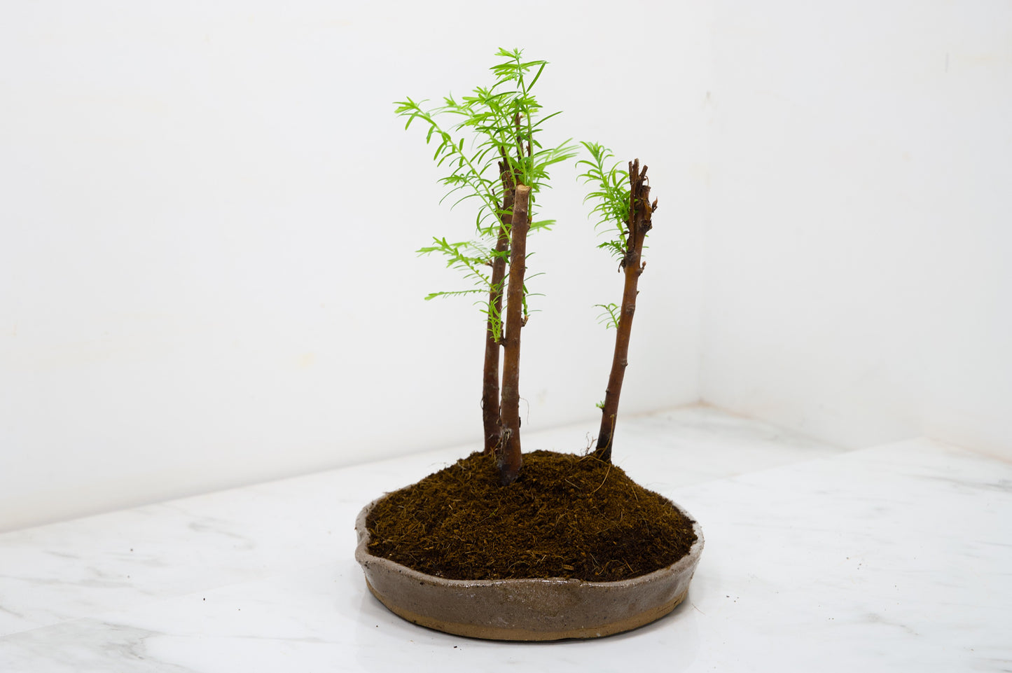 Dawn Redwood Bonsai 3 Tree Group