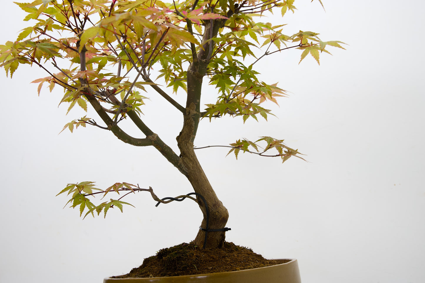 Deshojo Japanese Maple Bonsai+ Care Kit