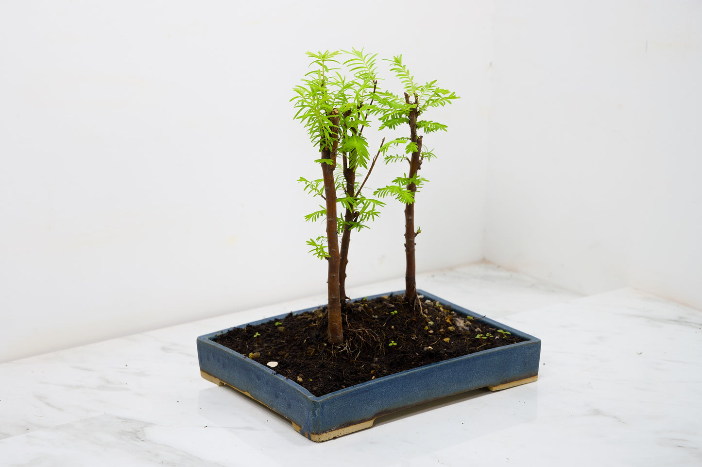 Dawn Redwood Bonsai 3 Tree Group