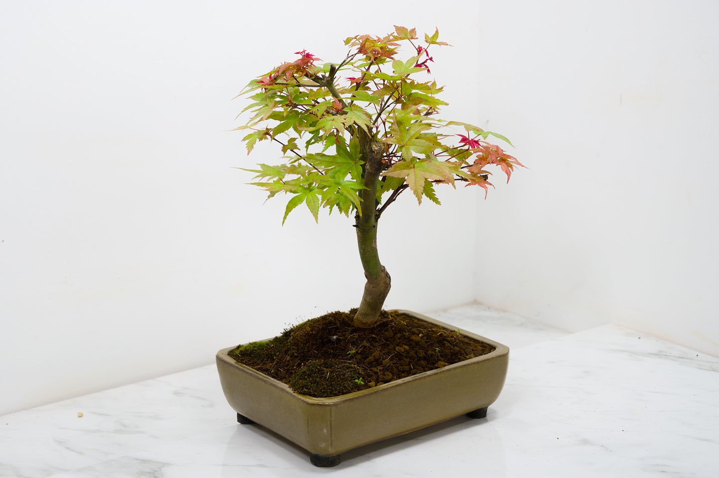 Deshojo Japanese Maple Bonsai+ Care Kit