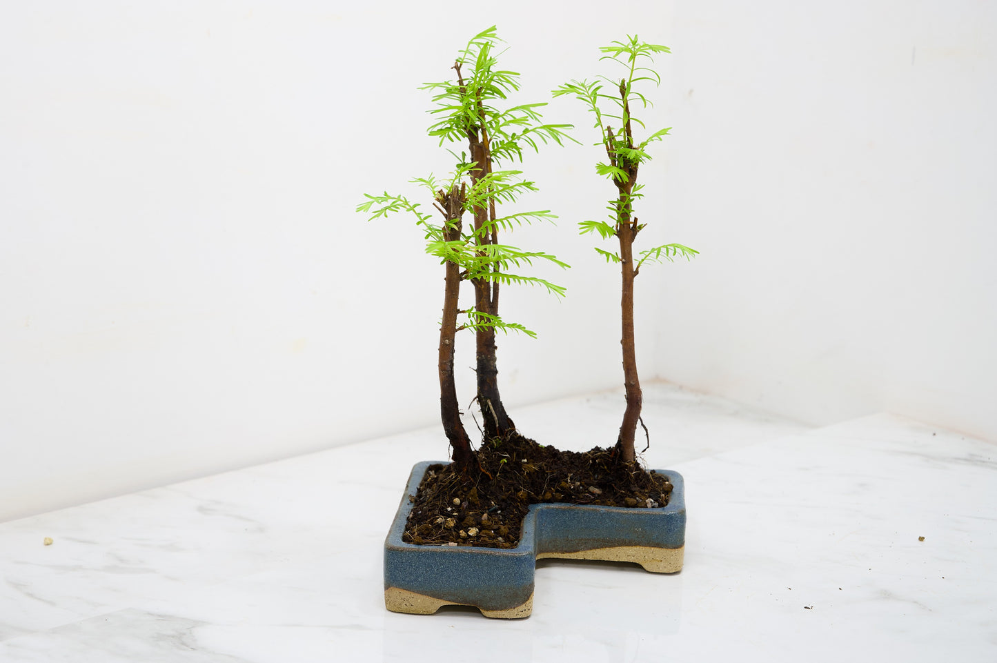 Dawn Redwood Bonsai 3 Tree Group