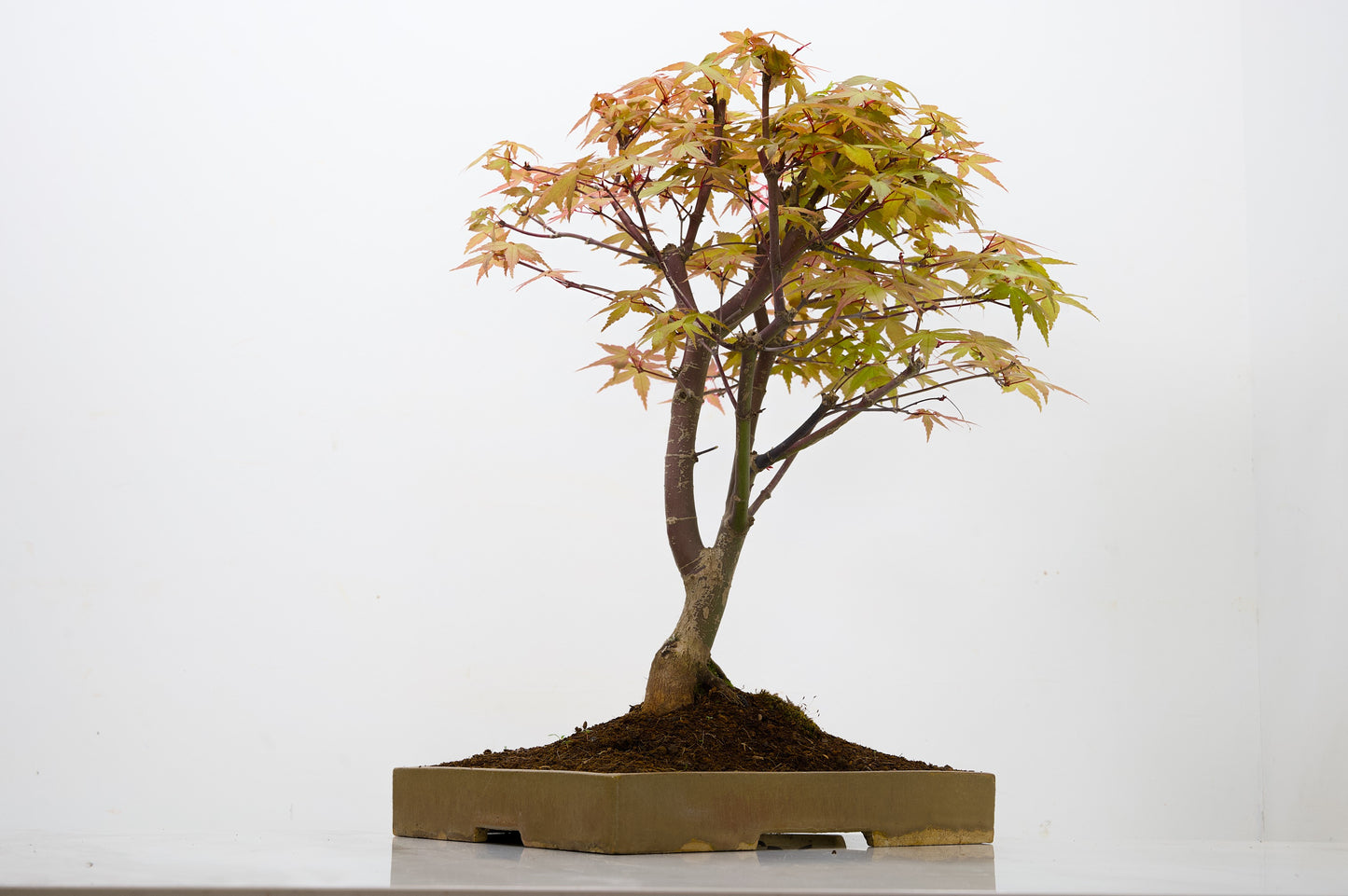 Deshojo Japanese Maple Bonsai+ Care Kit