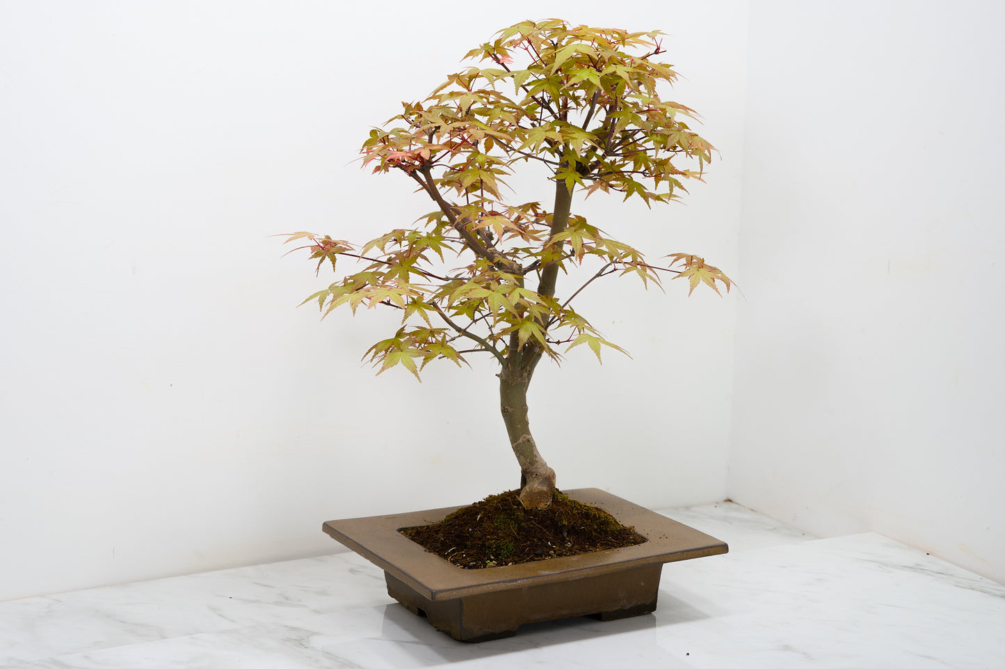 Deshojo Japanese Maple Bonsai+ Care Kit