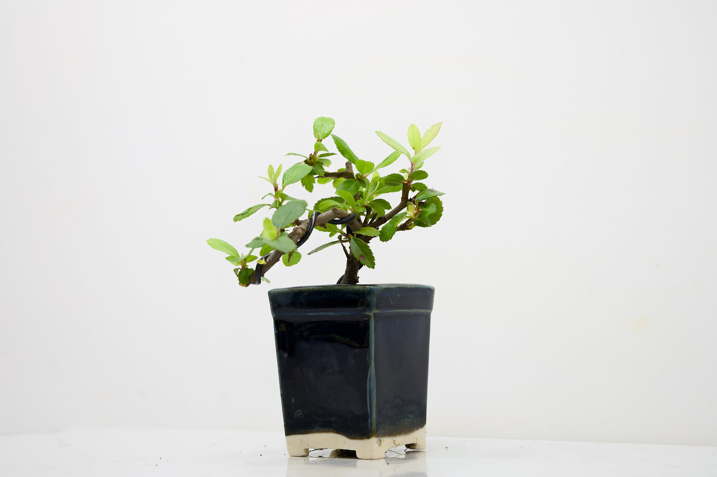 Pyracantha Bonsai Tree